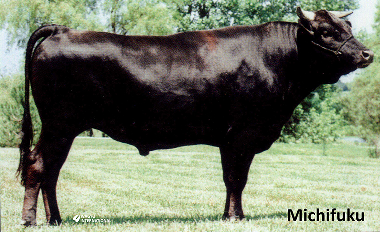 Photo of Michifuku foundation bull